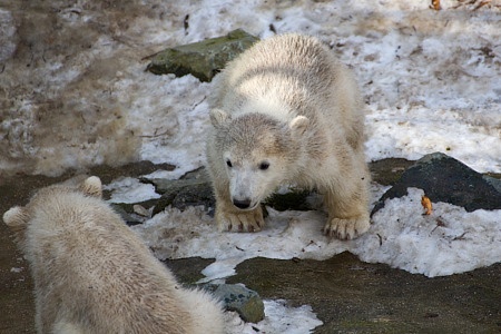 ZOO Brno