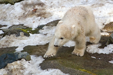 ZOO Brno