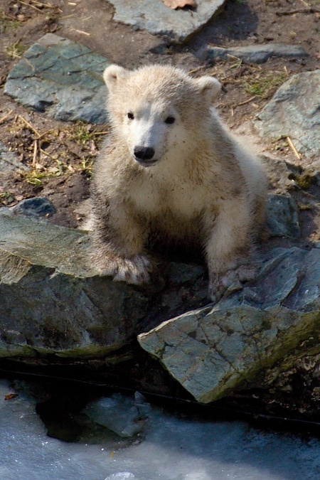 ZOO Brno