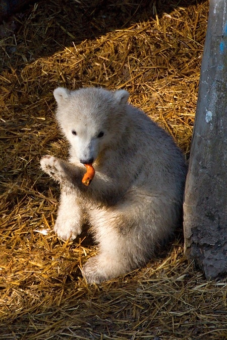 ZOO Brno