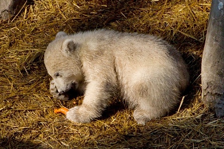 ZOO Brno