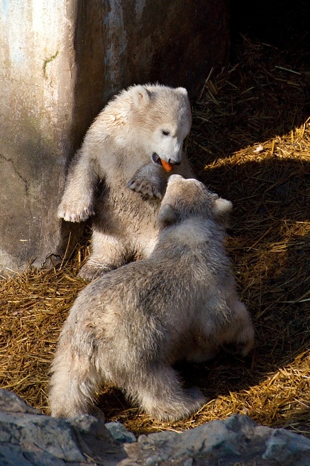 ZOO Brno