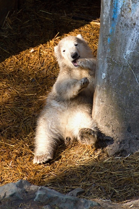 ZOO Brno