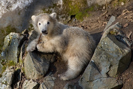 ZOO Brno