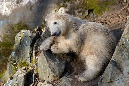 ZOO Brno