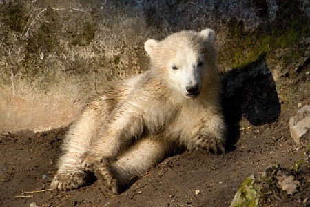 ZOO Brno